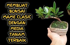 Bonsai Dolar Mame Juara